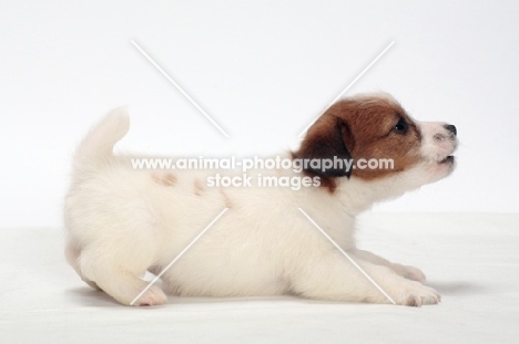 rough coated Jack Russell puppy