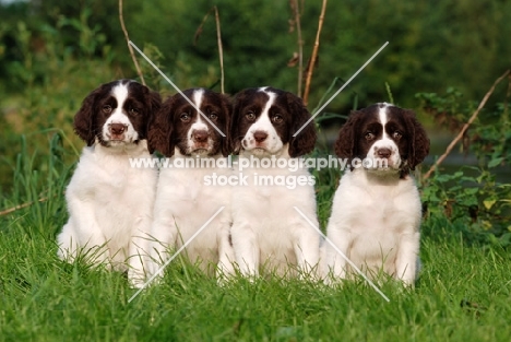 four Dutch Partridge Dog puppies