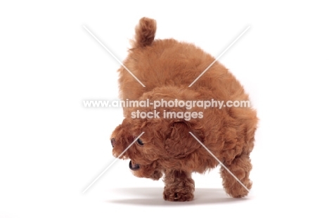 playful apricot coloured Toy Poodle puppy