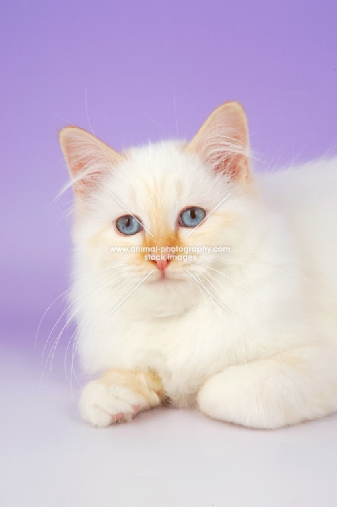 cream point birman cat, portrait