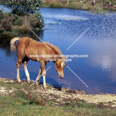 new forest foal on the banks of a lake in the new forest