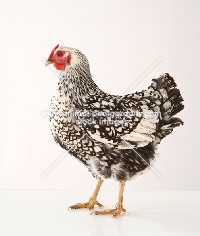 Silver Laced Wyandotte chicken, side view