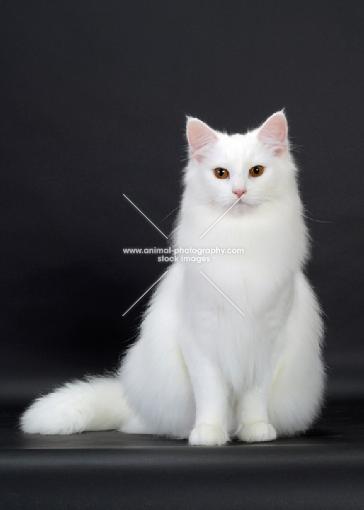 White Norwegian Forest Cat, front view