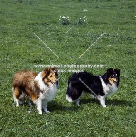 shetland sheepdogs in field