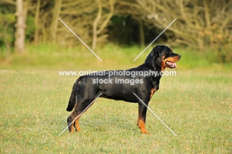 Rottweiler undocked