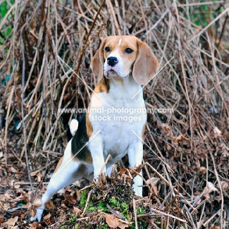 Beagle