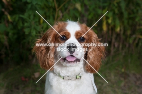 Head shot of happy Cavalier King Charles Spaniel with greenery background.