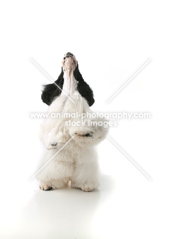 black and white Cocker Spaniel stanind on hind legs