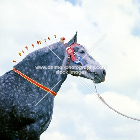 percheron with decorated mane and rosettes