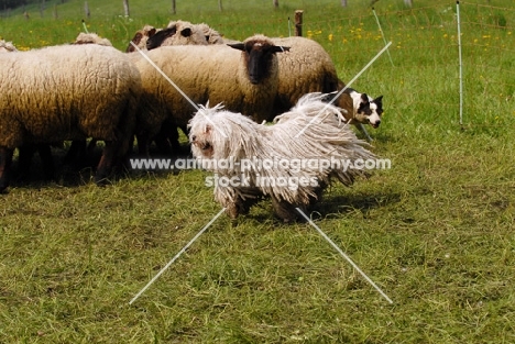 puli working sheep