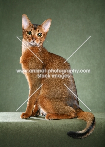 Abyssinian sitting on moss green background