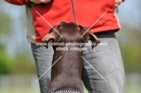 brown Dobermann looking at owner