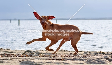 Hungarian Vizsla