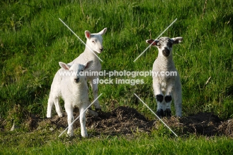 three Texel cross lambs