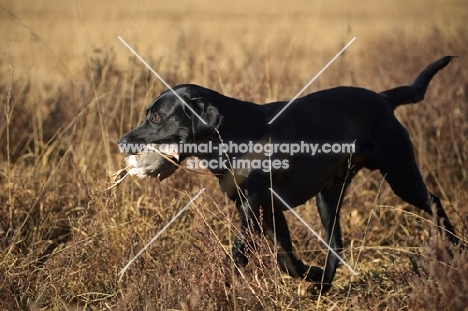 black labrador retriever retrieving partridge in a field