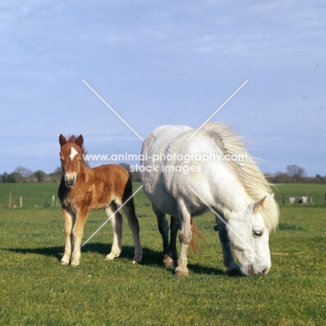 shetland pony mare and foal