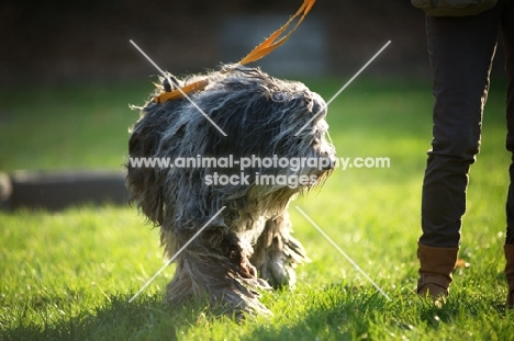 Bergamasco shepherd walking on lead in a field