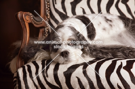 Cocker Spaniel resting on chair