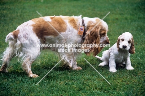 cocker spaniel with her uundocked puppy