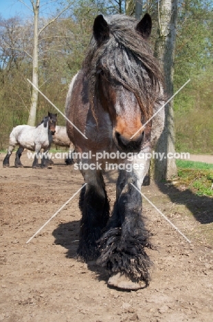 Belgian heavy horse walking toward camera