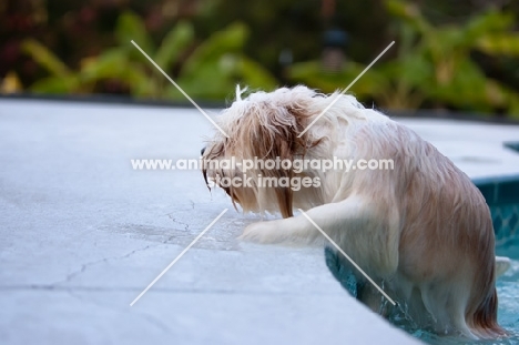 Lhasalier (Cavalier King Charles Spaniel cross Lhasa Apso Hybrid Dog) climbing out of pool