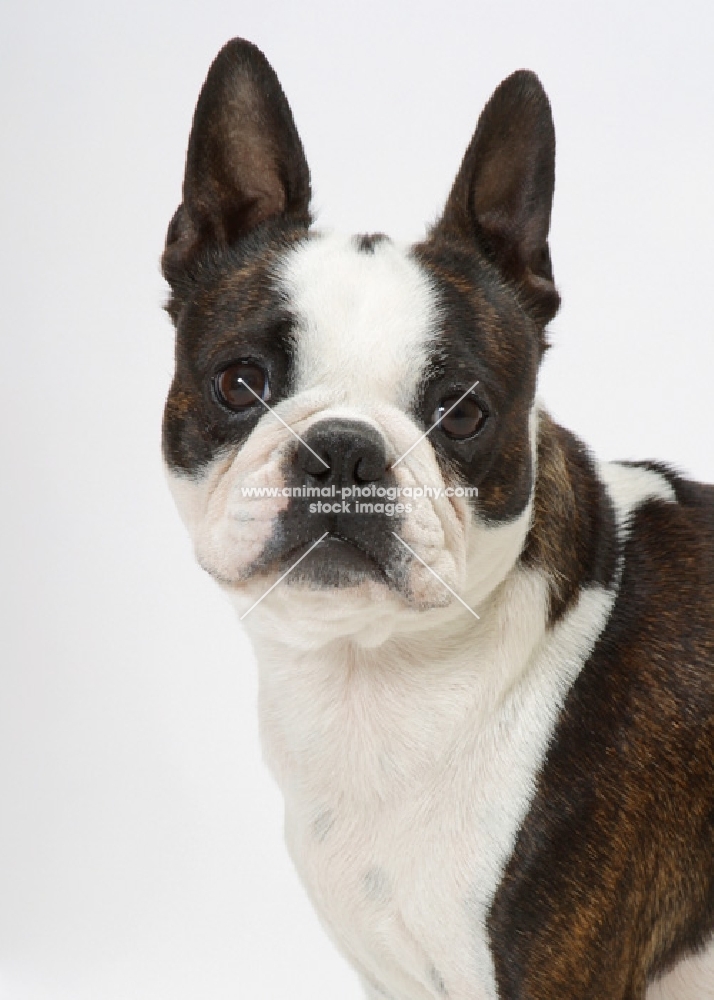 Brindle & White Australian Champion Boston Terrier, portrait