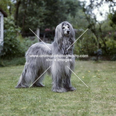 ch khanabad blue pearl, 11 year old afghan hound on grass
