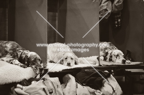 Three English Setters resting on their benches at Crufts 2012