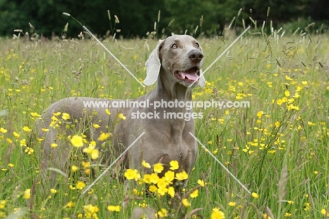 Weimaraner in flowery field