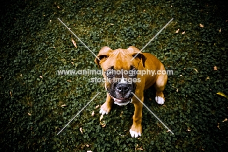 Boxer puppy sitting on grass