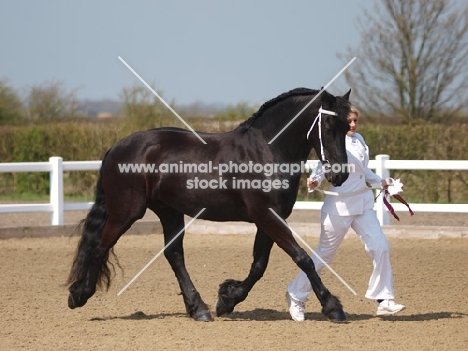 Friesian walking next to person