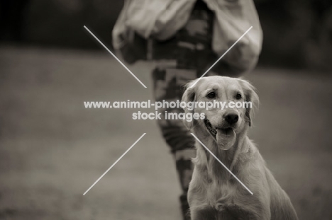 golden retriever sitting and smiling, trainer in the background