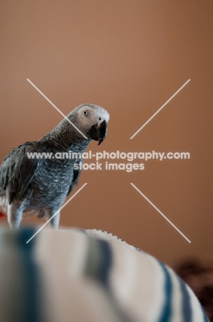 African Grey Parrot on chair