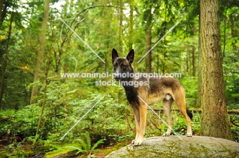 Malinois in the middle of a forest
