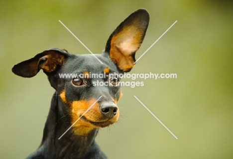 Miniature Pinscher portrait