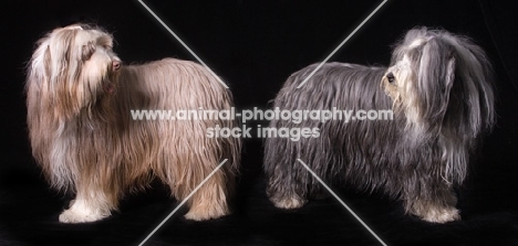 Bearded collies before grooming