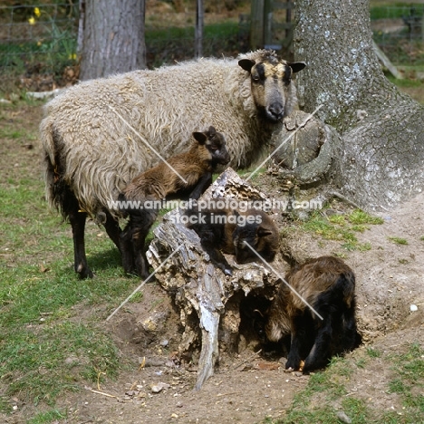 shetland ewe and three lambs