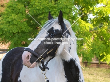 Piebald horse