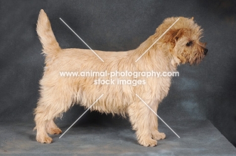 Cairn Terrier standing on dark grey background