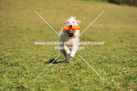 Labradoodle retrieving dummy