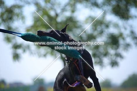 Beauceron attacking dummy