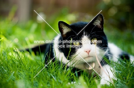 bi-coloured short haired cat lying on grass