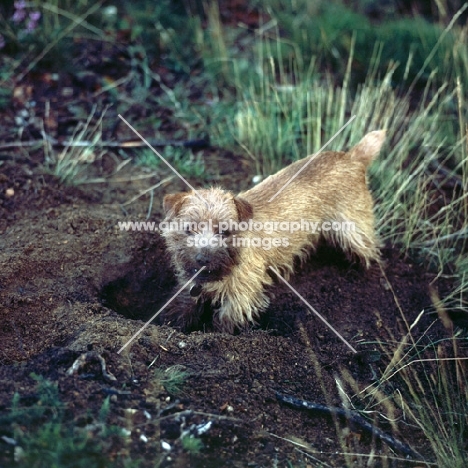norfolk terrier digging in earth