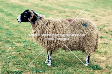 swaledale sheep posed