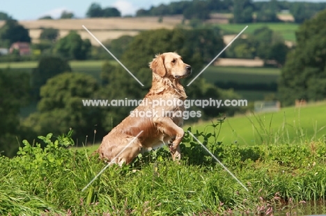 Labrador retriever in green landscape
