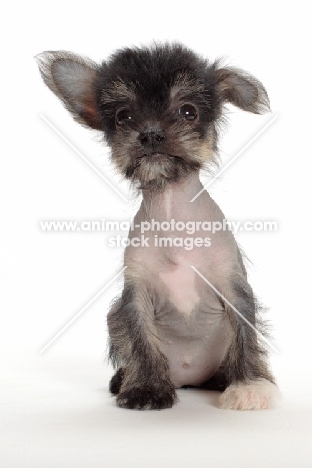 cute Chinese Crested puppy