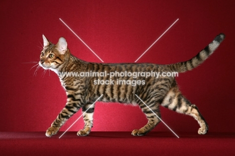 Toyger cat walking on red background