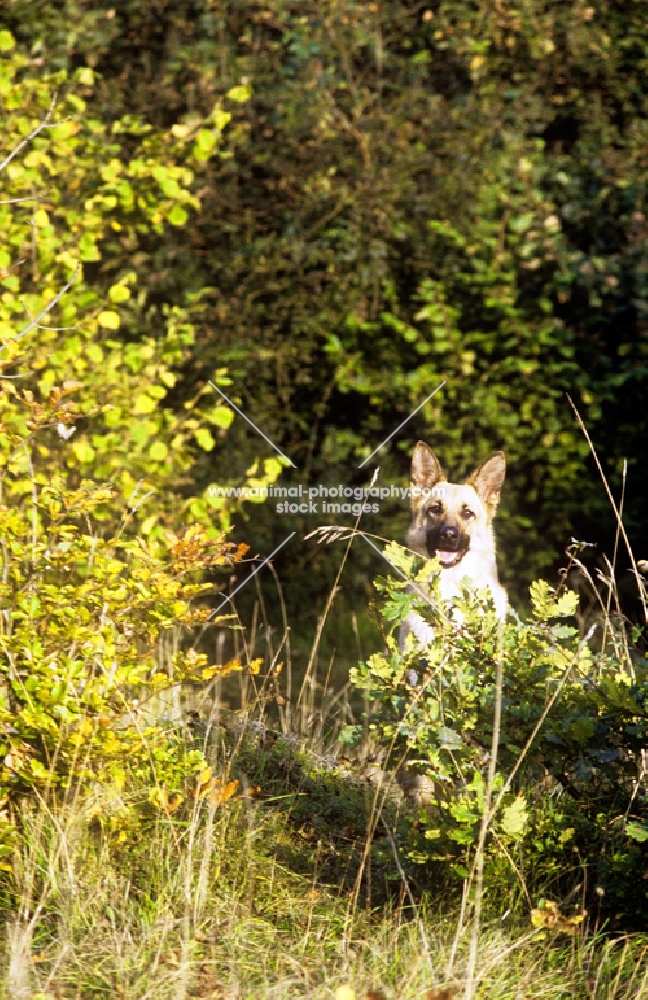 german shepherd dog almost concealed behind oak tree