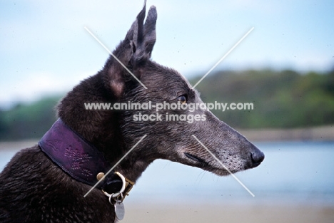 greyhound, rescued racer, portrait