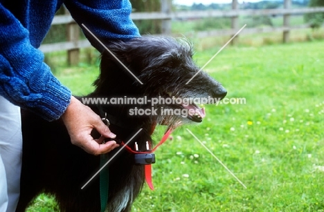 collar for freedom fencing being fitted to a lurcher